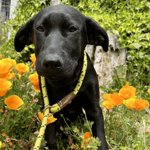 Labrador retriever german 2024 shepherd mix puppies