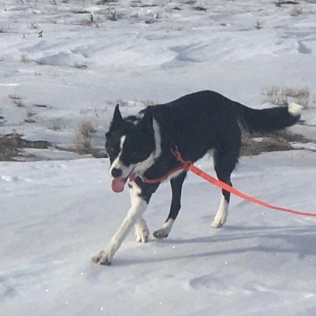 Sis, an adoptable Border Collie in cheyenne, WY, 82003 | Photo Image 2
