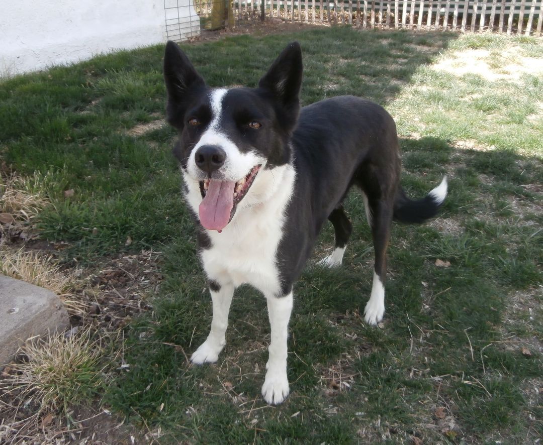 Sis, an adoptable Border Collie in cheyenne, WY, 82003 | Photo Image 3
