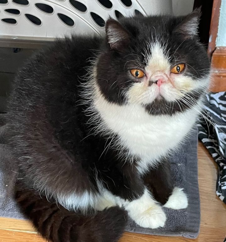 Kate (bonded with Trina) 1