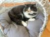 Kate (bonded with Trina)