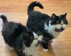 Kate (bonded with Trina)