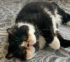 Trina (bonded with Kate)