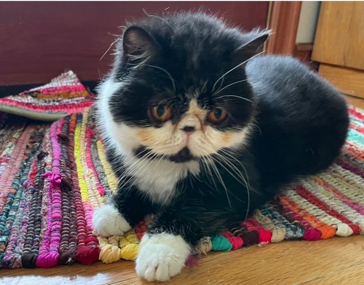 Trina (bonded with Kate), an adoptable Exotic Shorthair & Persian Mix in Beverly Hills, CA_image-1
