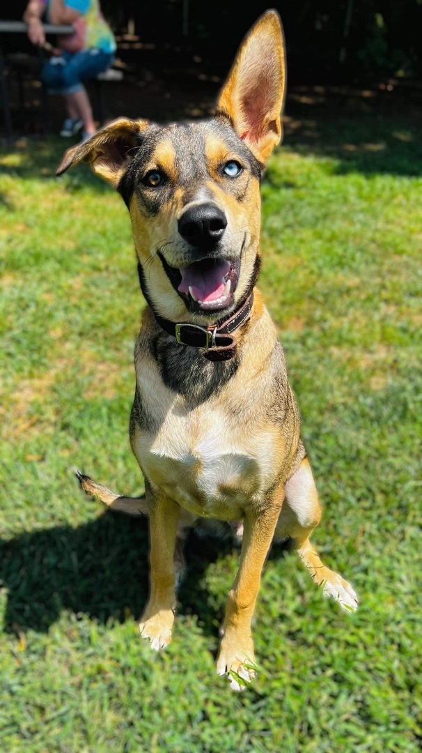 Dog for adoption - Bodie, a Siberian Husky & Shepherd Mix in Reidsville ...