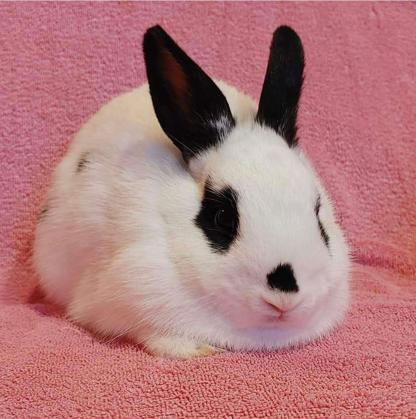 Rabbit for adoption Adorabun (South Surrey), a Dwarf & Bunny Rabbit