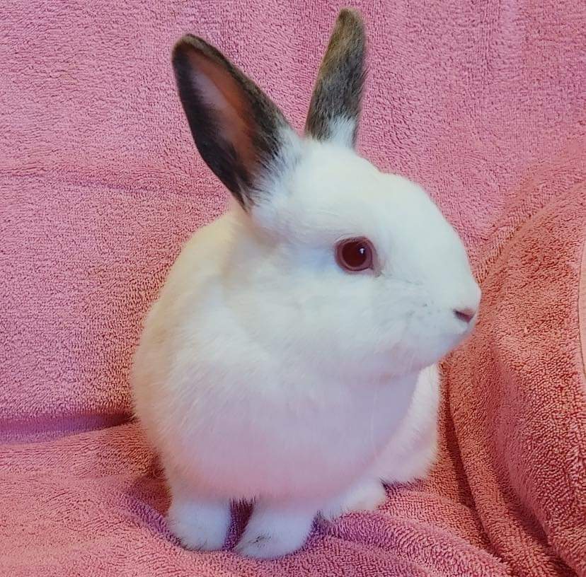 Rabbit for adoption Jorunna (South Surrey), a Dwarf Mix in Vancouver