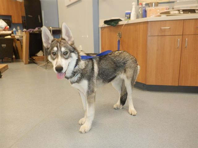 Photo of Young Male Husky 