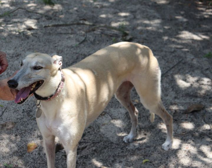 Dog for adoption - Jaylynn, a Greyhound in Longwood, FL | Petfinder