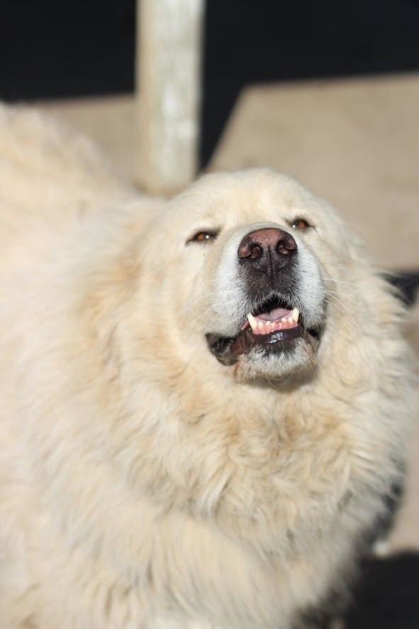 Lady - Needs Foster with Bear - Beautiful Bonded Pair