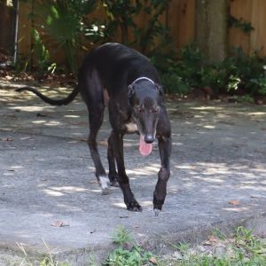 Petfinder greyhound 2024