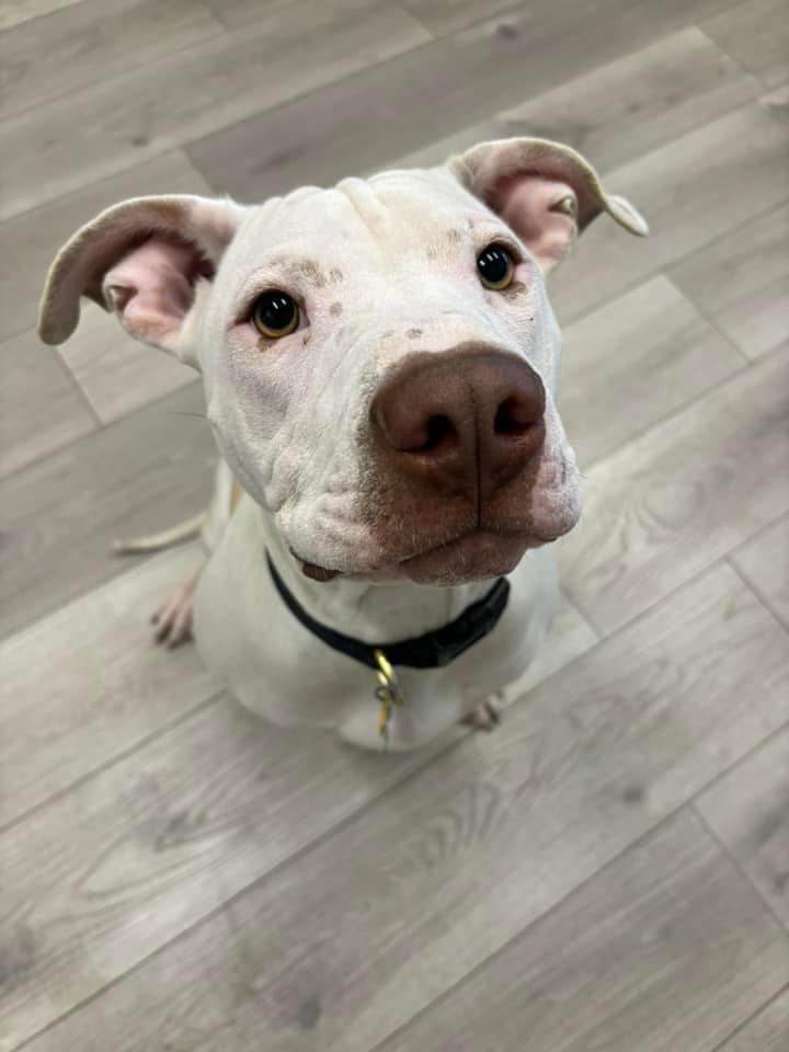 Dog for adoption - Gucci, a Mixed Breed in Colorado Springs, CO