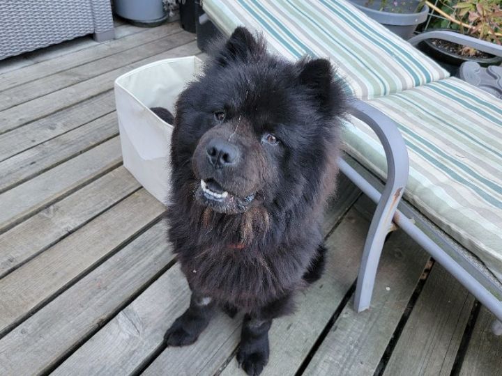 Dog for adoption JULIAN a Chow Chow in Eastsound WA Petfinder