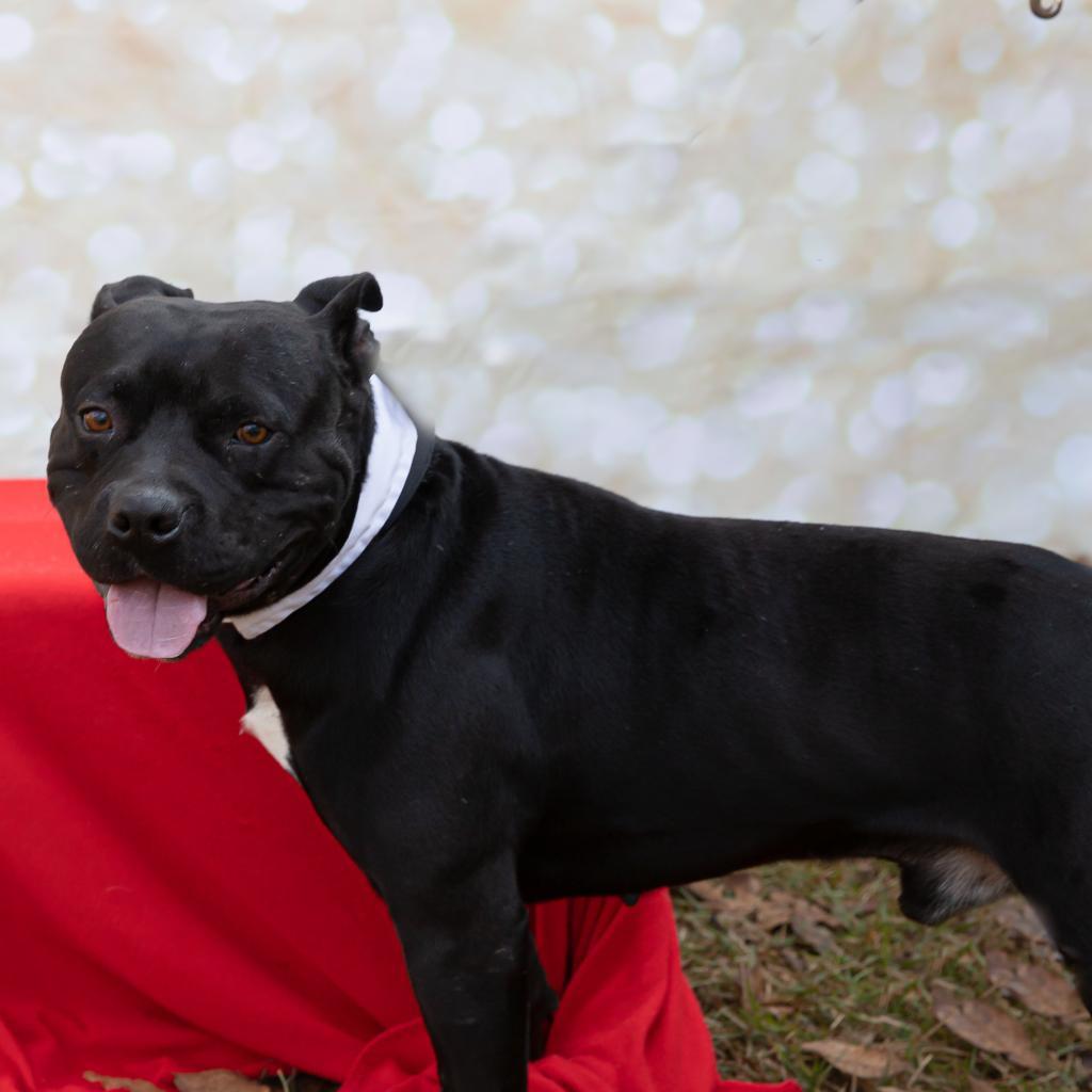 Buddy boy, an adoptable American Staffordshire Terrier in QUINCY, FL, 32351 | Photo Image 1