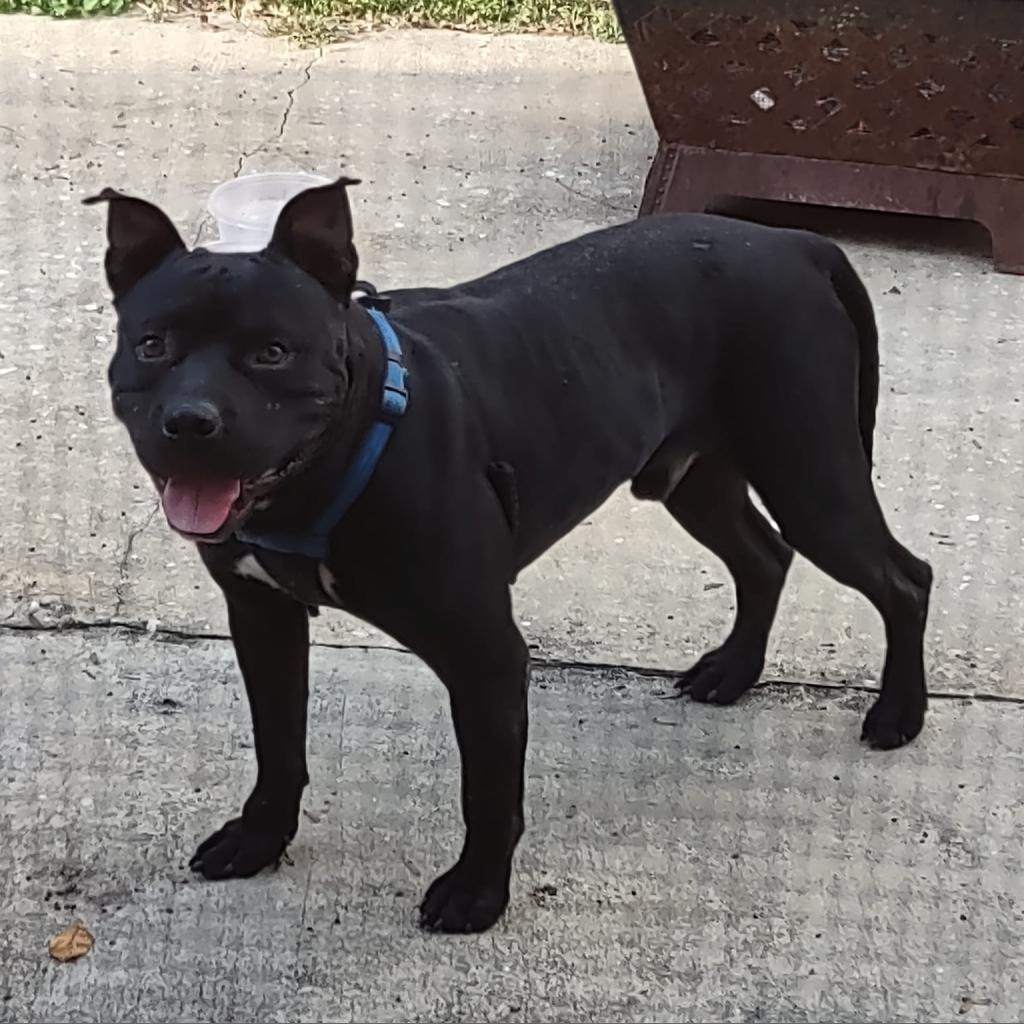 Buddy boy, an adoptable American Staffordshire Terrier in QUINCY, FL, 32351 | Photo Image 2