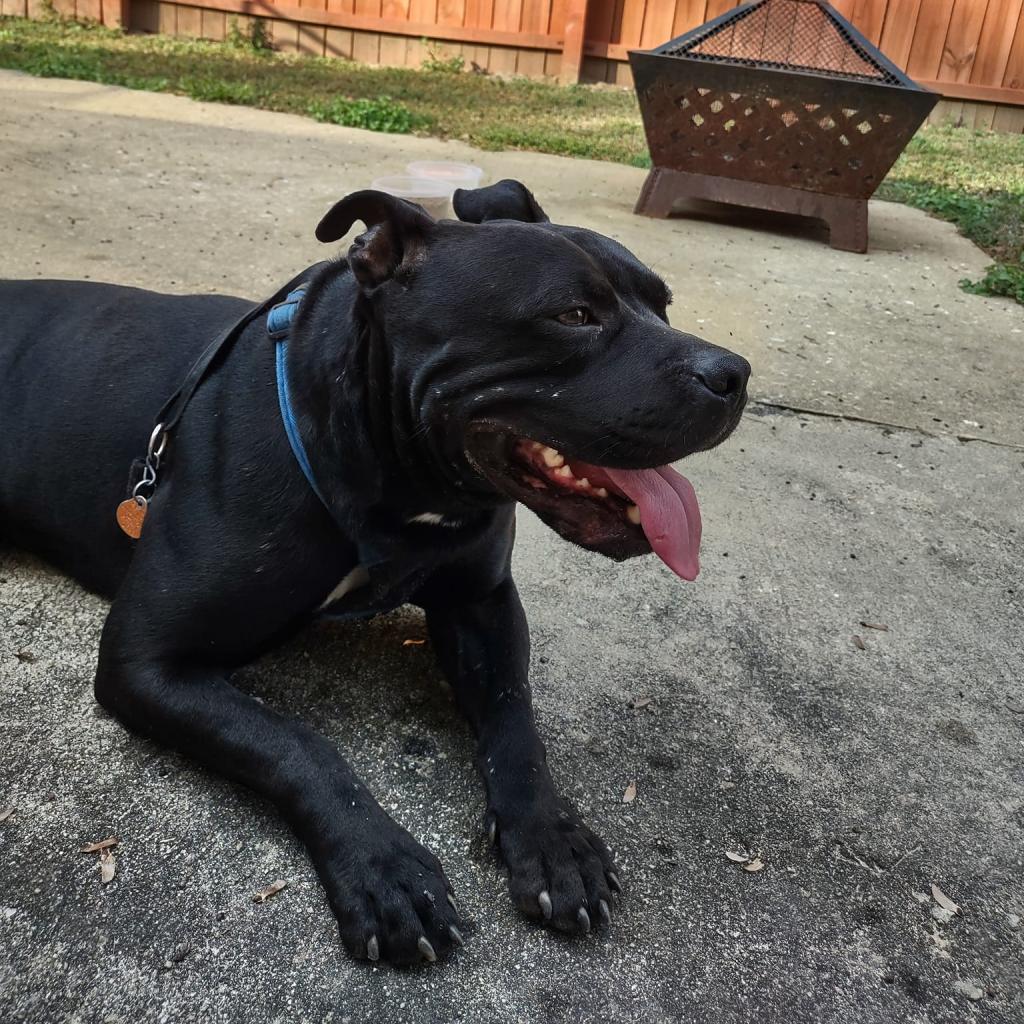 Buddy boy, an adoptable American Staffordshire Terrier in QUINCY, FL, 32351 | Photo Image 3