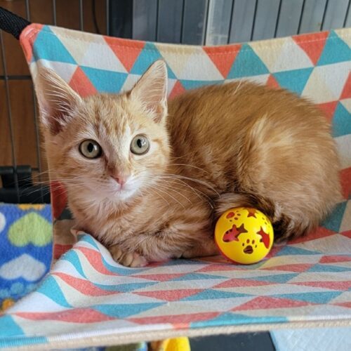 (Orphan) Bitsy, an adoptable Domestic Short Hair in Calistoga, CA, 94515 | Photo Image 6