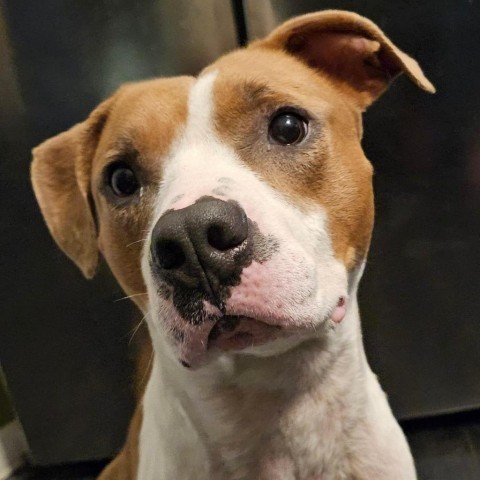 Darrell, an adoptable Pit Bull Terrier in Spring Hill, KS, 66083 | Photo Image 1