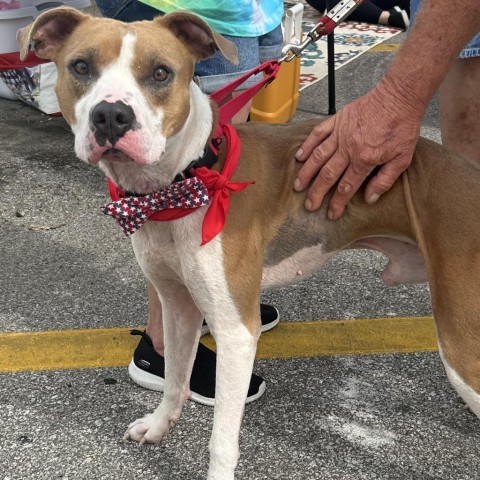 Darrell, an adoptable Pit Bull Terrier in Spring Hill, KS, 66083 | Photo Image 2