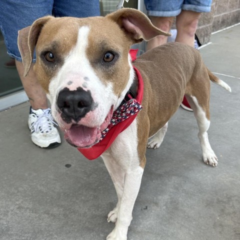 Darrell, an adoptable Pit Bull Terrier in Spring Hill, KS, 66083 | Photo Image 3