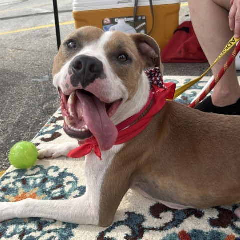 Darrell, an adoptable Pit Bull Terrier in Spring Hill, KS, 66083 | Photo Image 5