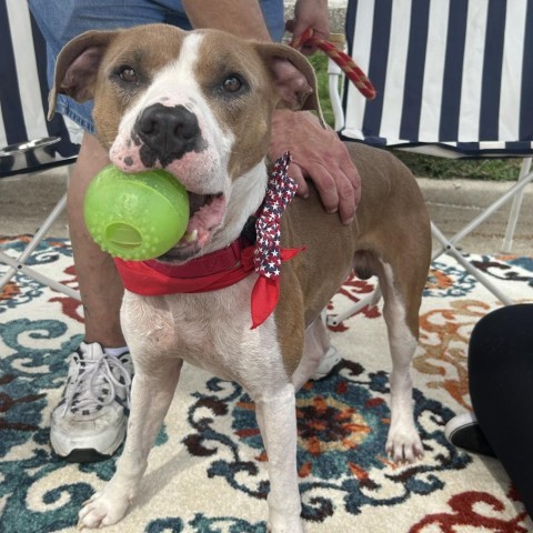 Darrell, an adoptable Pit Bull Terrier in Spring Hill, KS, 66083 | Photo Image 6