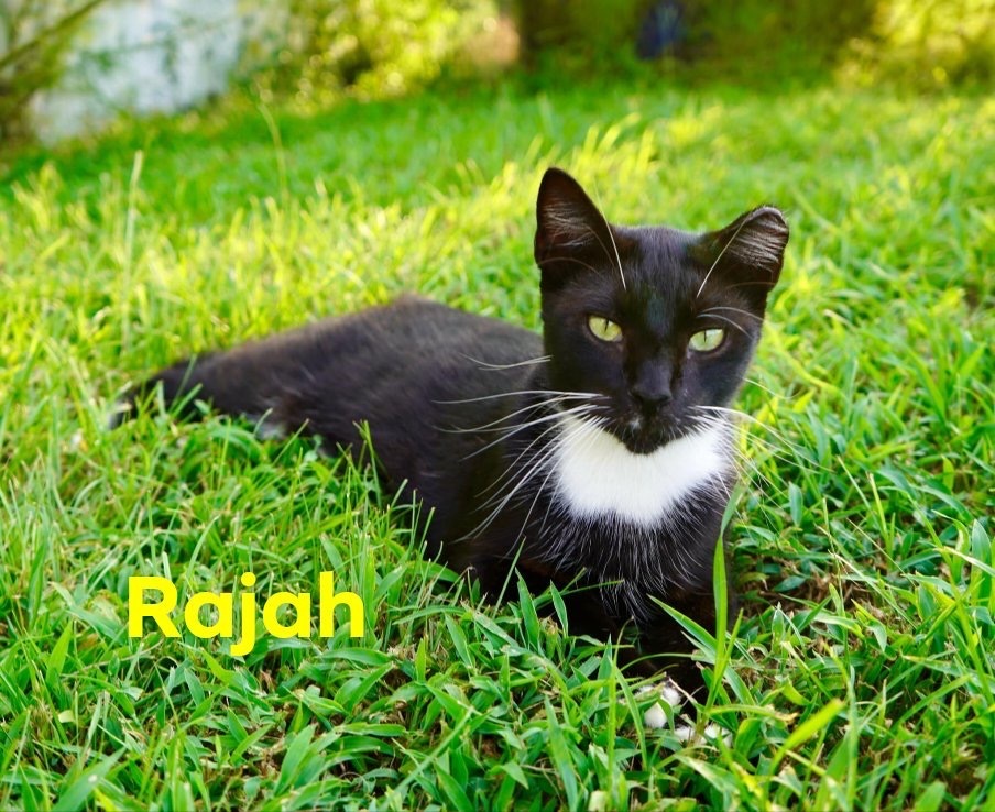 Rajah, an adoptable Domestic Short Hair, Bombay in Nashville, GA, 31639 | Photo Image 1