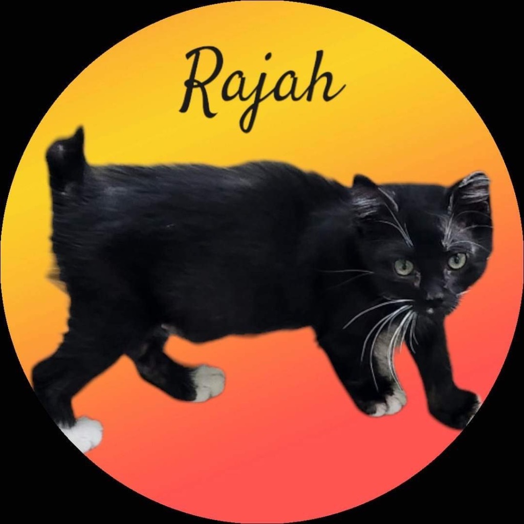 Rajah, an adoptable Domestic Short Hair, Bombay in Nashville, GA, 31639 | Photo Image 2