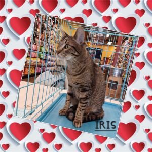 100 BOY 100 JOY DOB 22023 Heres Iris a quiet tabby boy who will warm your heart with his swee
