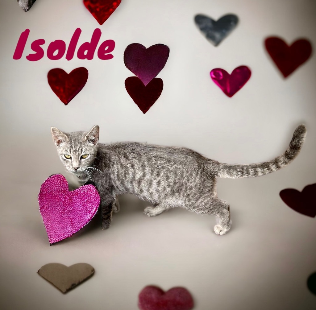 Isolde, an adoptable Domestic Short Hair in Nashville, GA, 31639 | Photo Image 1