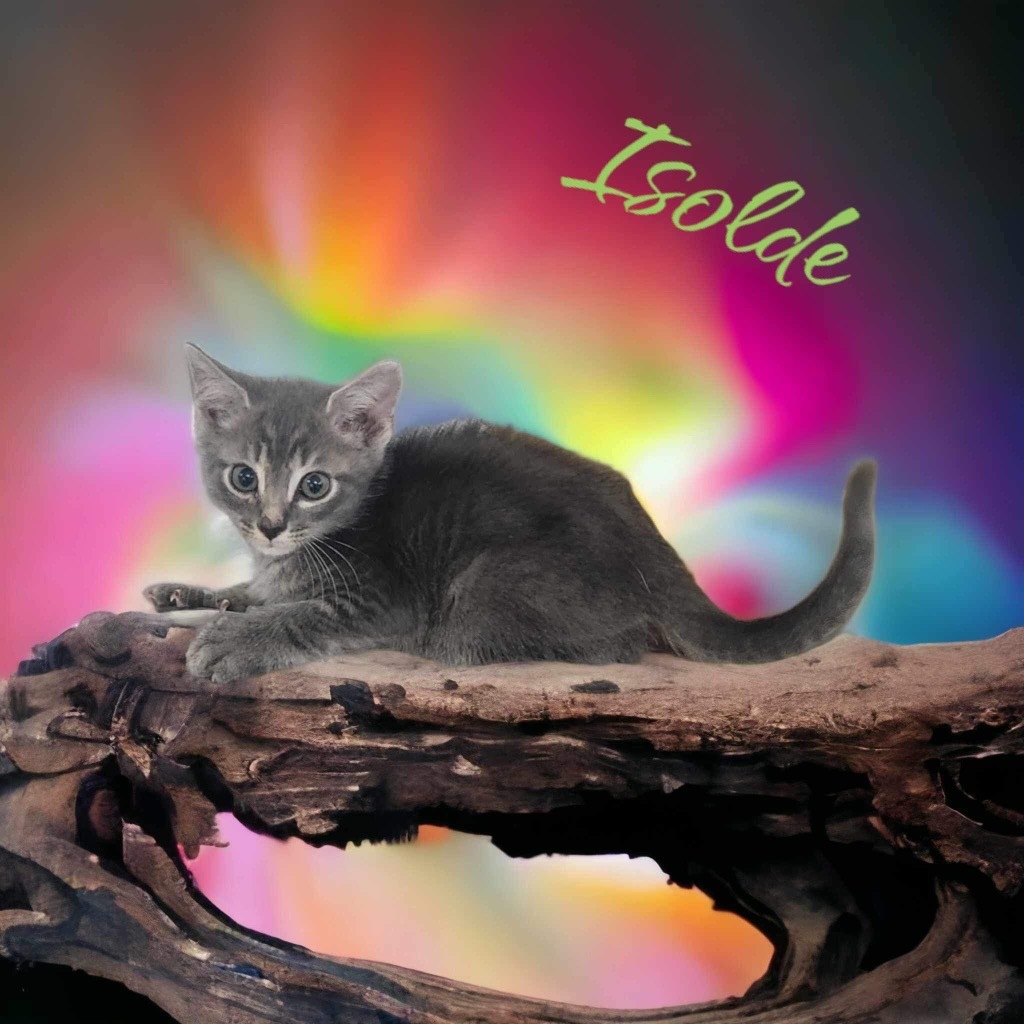 Isolde, an adoptable Domestic Short Hair in Nashville, GA, 31639 | Photo Image 2