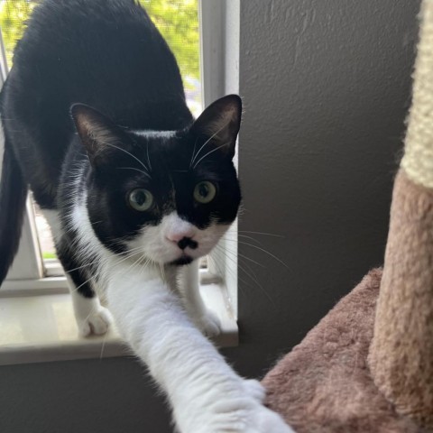 Tux Tooke, an adoptable Domestic Short Hair in Eagle Mountain, UT, 84005 | Photo Image 2