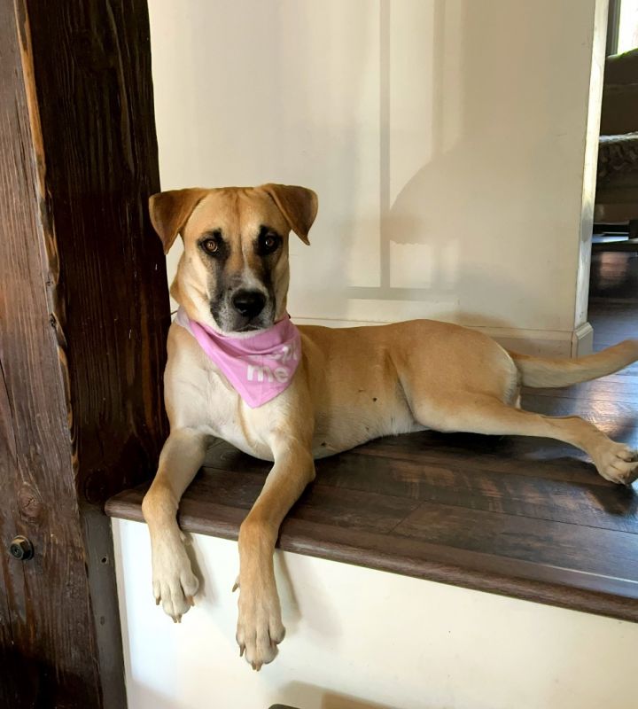 Dog for adoption - Vivi, a Black Mouth Cur & Anatolian Shepherd Mix in