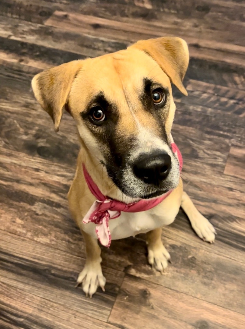 Viola, an adoptable Black Mouth Cur, Anatolian Shepherd in Bend, OR, 97702 | Photo Image 1