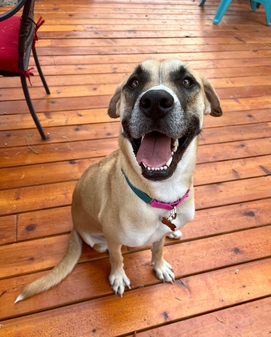 Viola, an adoptable Black Mouth Cur, Anatolian Shepherd in Bend, OR, 97702 | Photo Image 3
