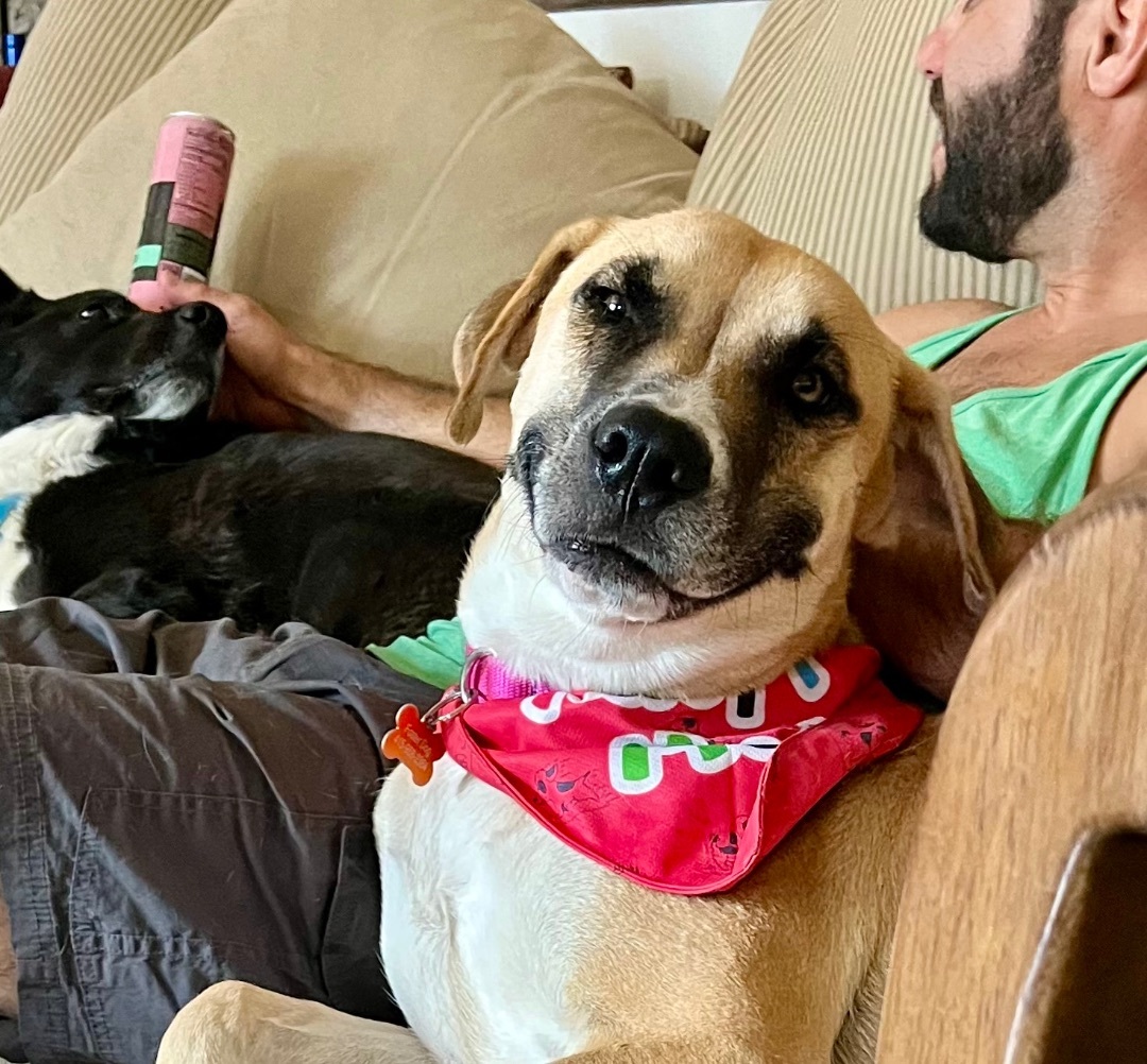 Viola, an adoptable Black Mouth Cur, Anatolian Shepherd in Bend, OR, 97702 | Photo Image 5