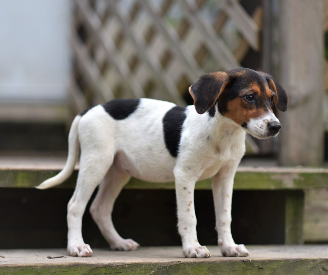 what vaccinations should a english foxhound puppy receive after birth