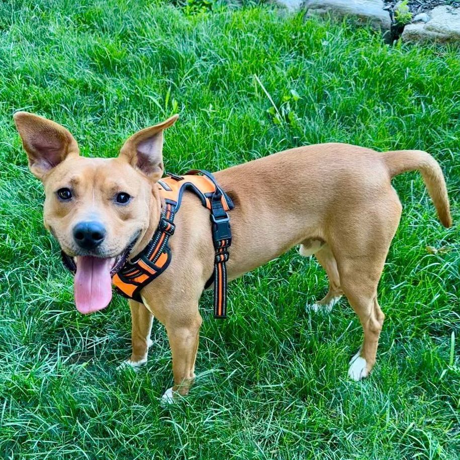 Dog for adoption - Roo, a Feist & Pit Bull Terrier Mix in Bethel, CT ...