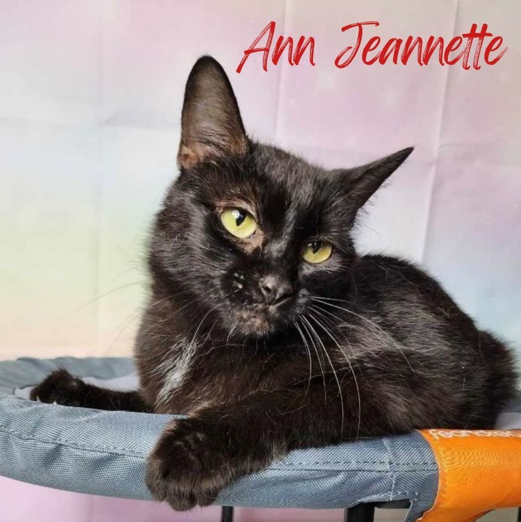 Cat for adoption - Ann Jeannette, a Domestic Short Hair in Greensburg ...