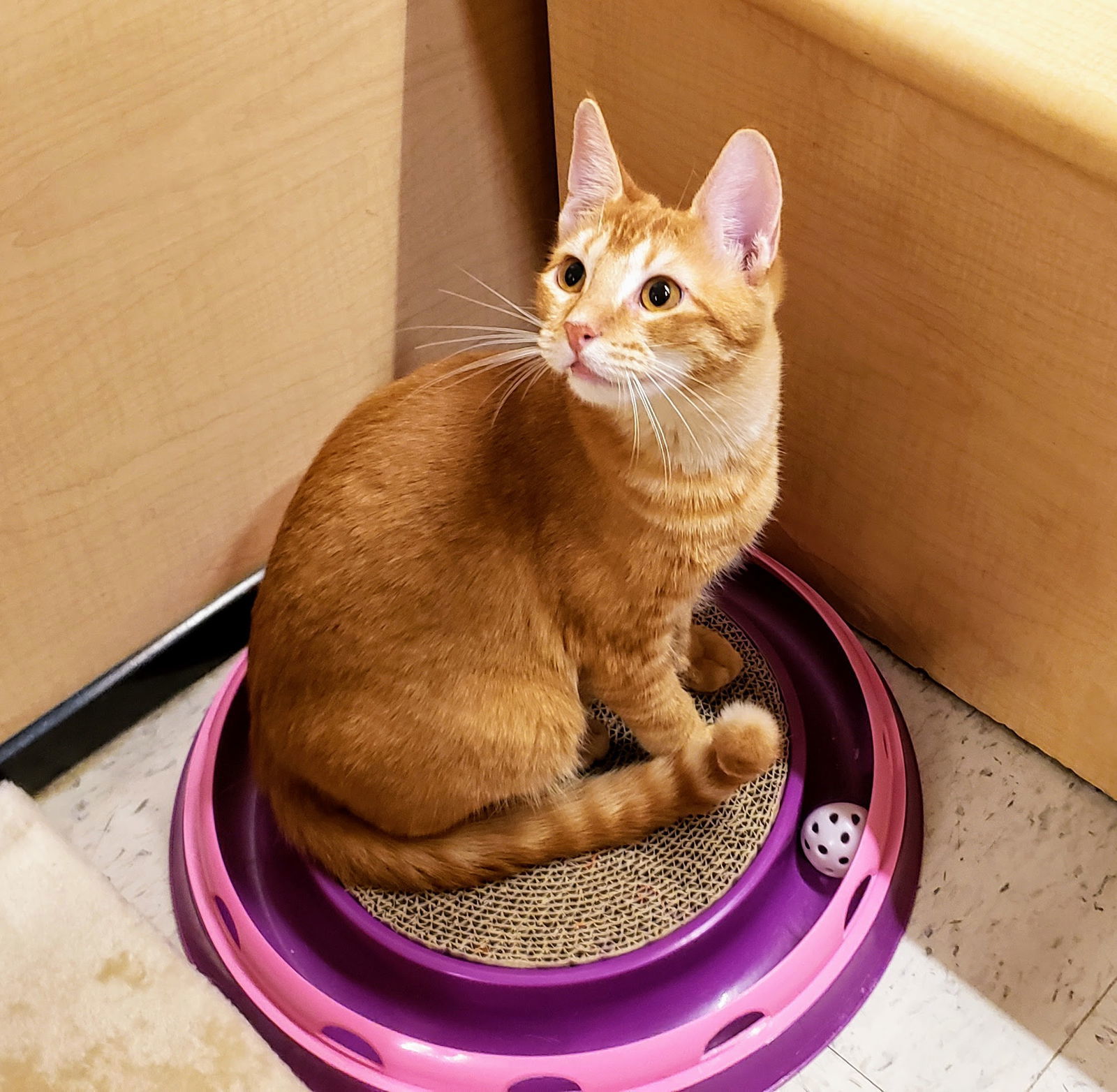 James, an adoptable Tabby, Domestic Short Hair in Garland, TX, 75040 | Photo Image 2