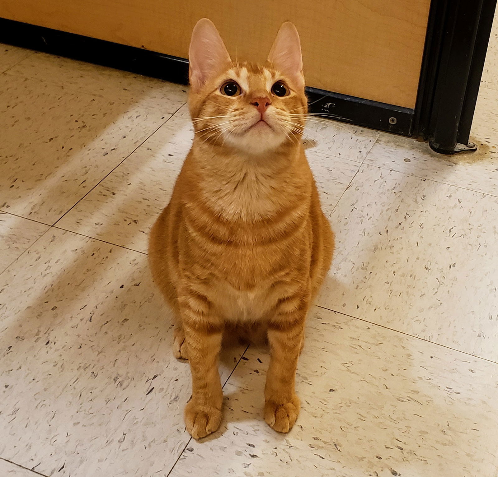James, an adoptable Tabby, Domestic Short Hair in Garland, TX, 75040 | Photo Image 3