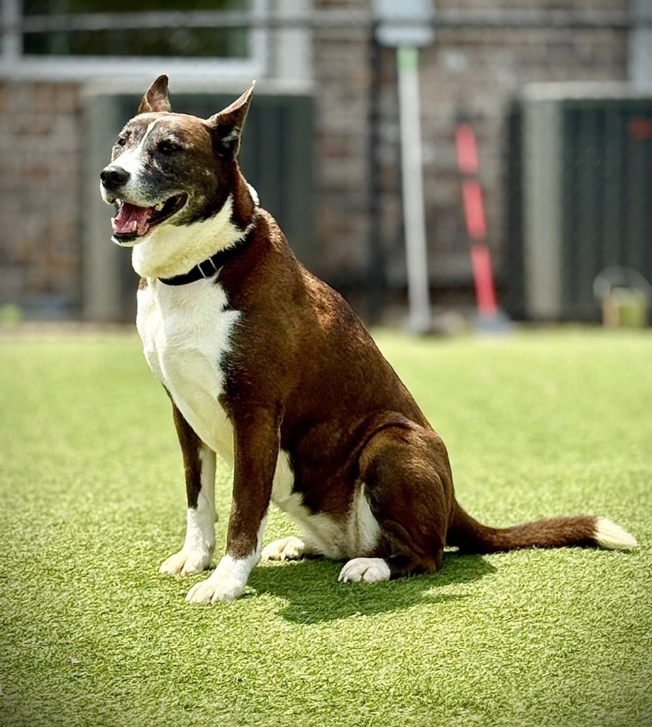 Venus, an adoptable Canaan Dog, Cattle Dog in Dalton, GA, 30721 | Photo Image 1