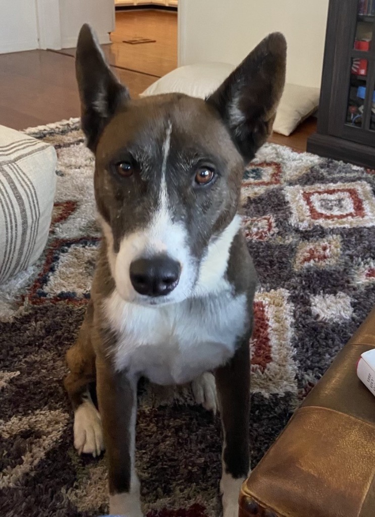 Venus, an adoptable Canaan Dog, Cattle Dog in Dalton, GA, 30721 | Photo Image 2
