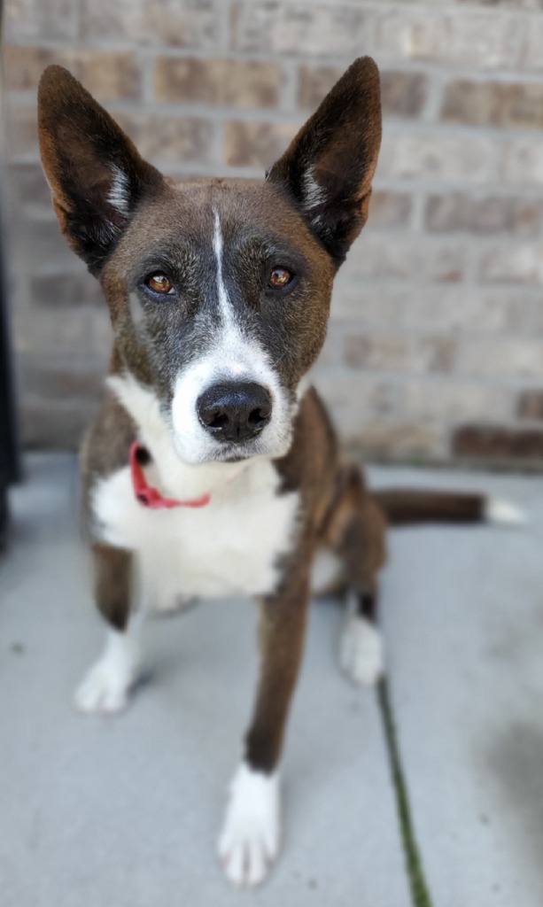 Venus, an adoptable Canaan Dog, Cattle Dog in Dalton, GA, 30721 | Photo Image 3
