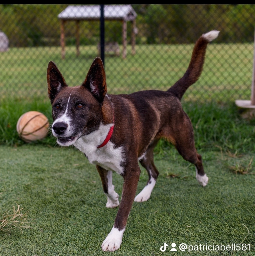 Venus, an adoptable Canaan Dog, Cattle Dog in Dalton, GA, 30721 | Photo Image 4