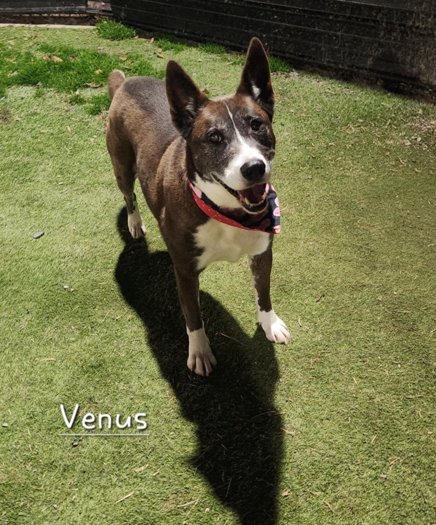 Venus, an adoptable Canaan Dog, Cattle Dog in Dalton, GA, 30721 | Photo Image 6