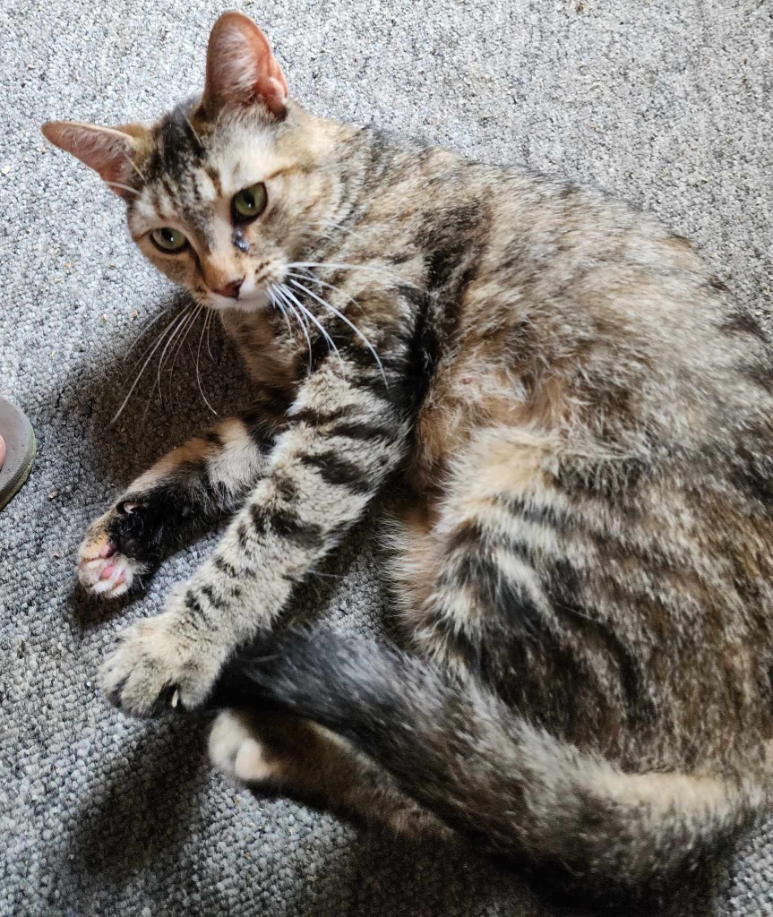 Lace, an adoptable Domestic Short Hair in Fond Du Lac, WI, 54935 | Photo Image 2