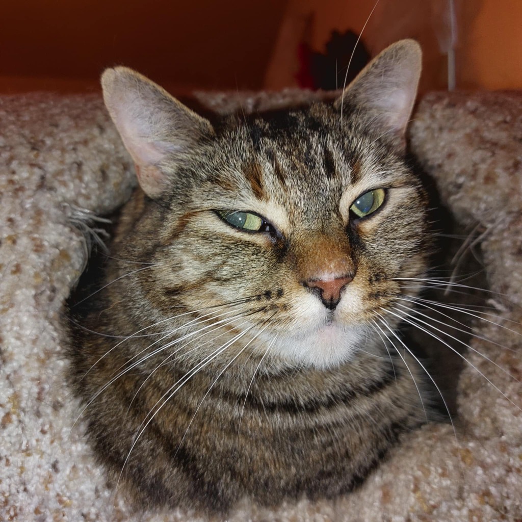 Lace, an adoptable Domestic Short Hair in Fond Du Lac, WI, 54935 | Photo Image 4