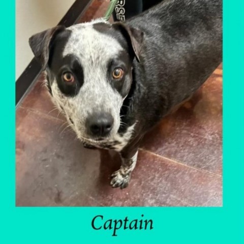 Captain, an adoptable Australian Cattle Dog / Blue Heeler in Grand Junction, CO, 81505 | Photo Image 1