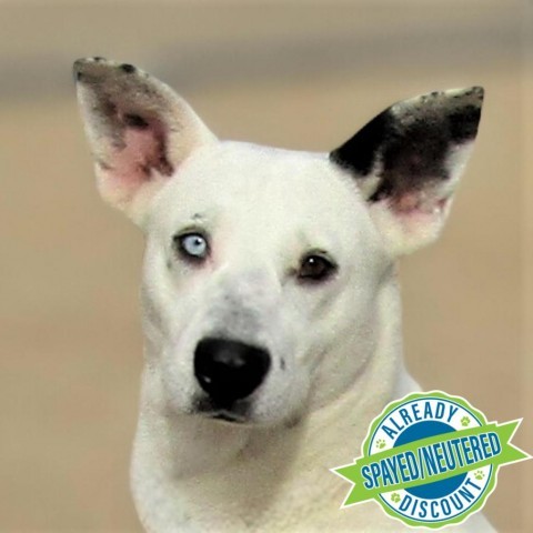 Jackie, an adoptable Mixed Breed in Las Cruces, NM, 88012 | Photo Image 1